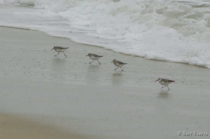 DSC_1720.JPG - Western Sandspipers running forth and back