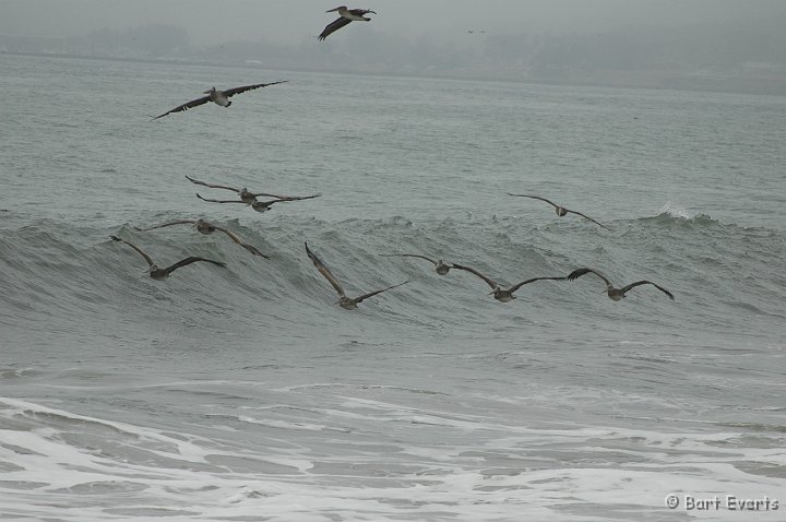 DSC_1725.JPG - Brown Pelicans flying by