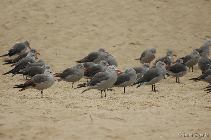 DSC_1728.JPG - Heermann's Gulls