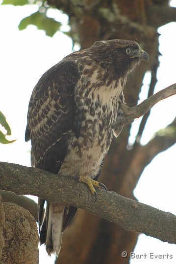 DSC_1730.JPG - Red-Tailed Hawk