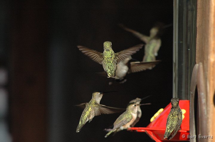 DSC_1175.JPG - They like sugarwater