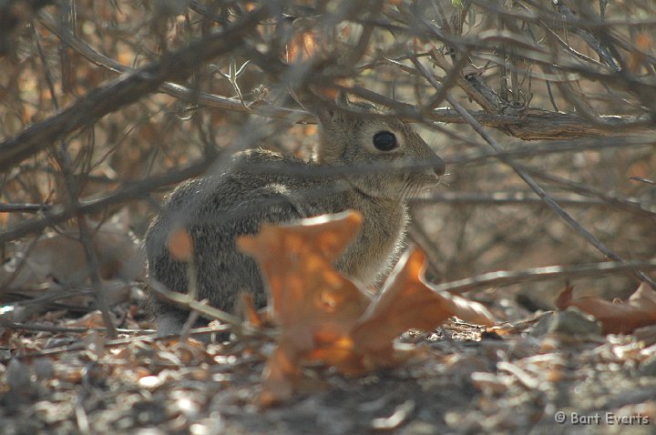 DSC_1189.JPG - Blacktail Jack rabbit