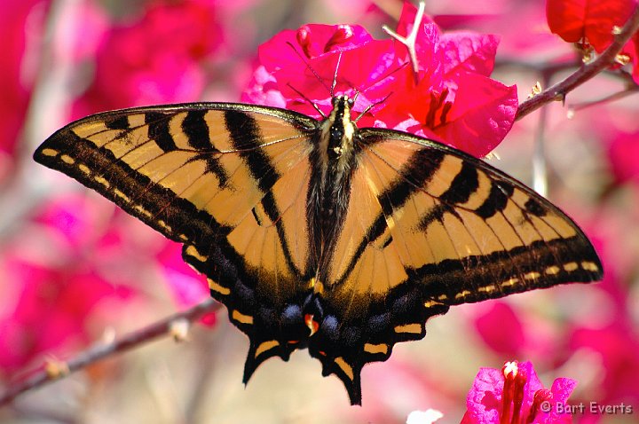 DSC_1193.JPG - Western Tiger Swallowtail