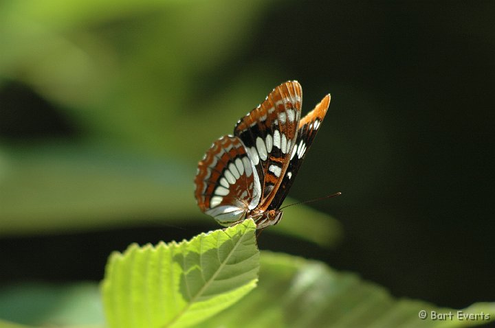 DSC_1206.JPG - Lorquin's Admiral (Limenitis lorquini)