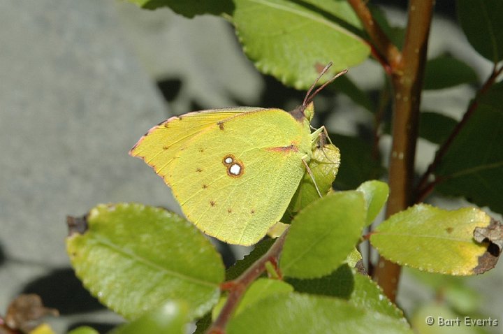 DSC_1228.JPG - California Dogface (Colias eurydice)