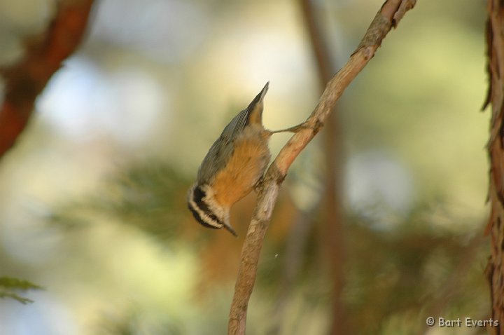 DSC_1355.JPG - Calfornia Nuthatch