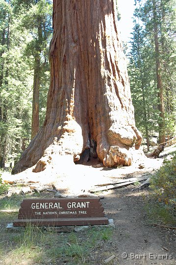 DSC_1377.JPG - Sherman tree with teh biggest circumference of any tree (33m)