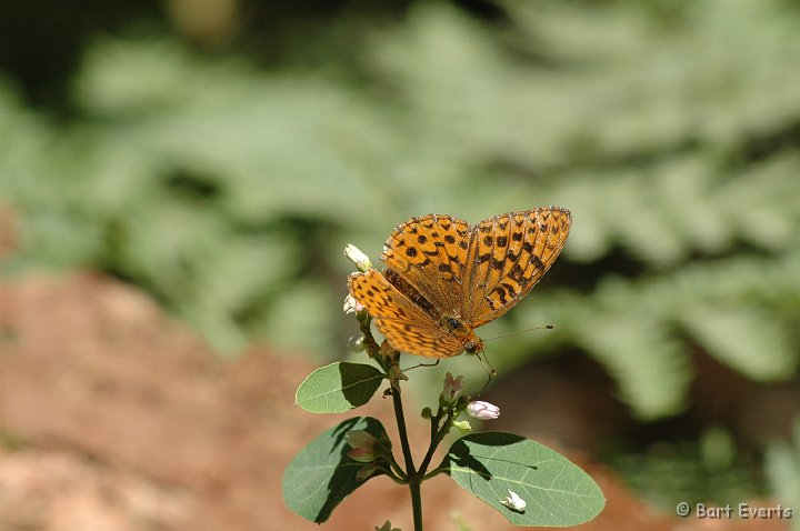 DSC_1392.JPG - Zerene Fritillary (Speyeria zerene)