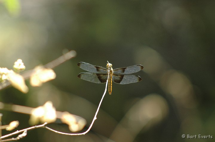 DSC_1397.JPG - Widow Skimmer, female