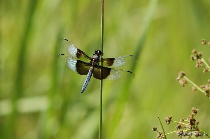 DSC_1402.JPG - Widow Skimmer