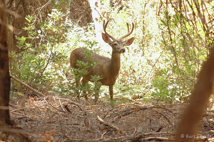 DSC_1420.JPG - White-tailed Deer