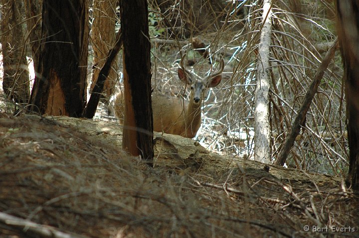 DSC_1424.JPG - White-tailed deer