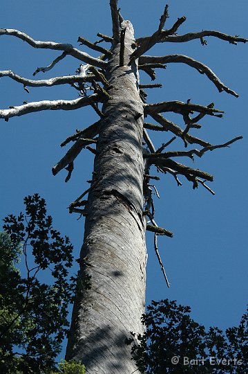 DSC_1432.JPG - Dead tree