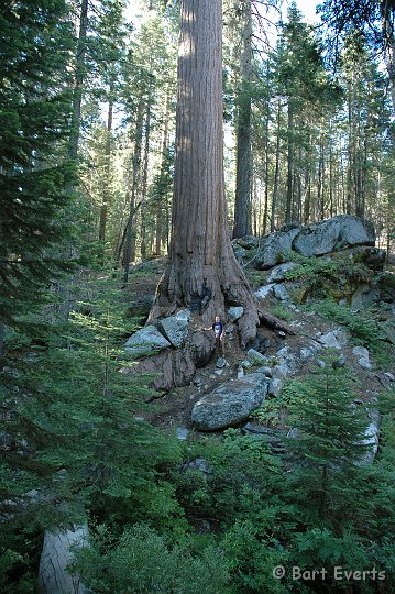 DSC_1434.JPG - Big tree with small guy