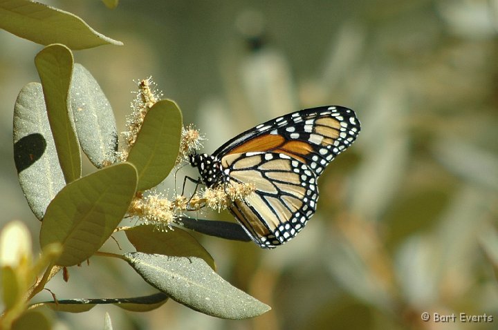 DSC_1438.JPG - Monarch (Danaus plexippus)