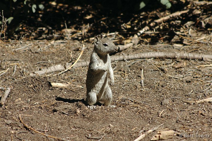 DSC_1448.JPG - California Ground Squirrel