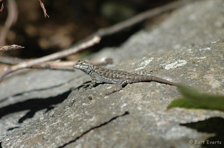 DSC_1473.JPG - Lizard