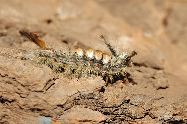 DSC_1491.JPG - Western Tussock Moth (Orgyia vetusta)