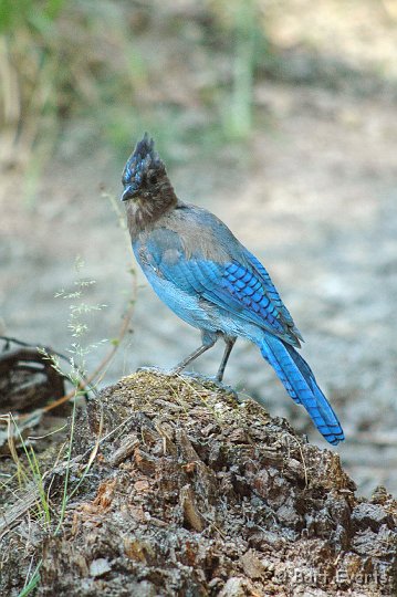 DSC_1519.JPG - Steller's Blue Jay