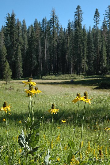 DSC_1527.JPG - Meadows