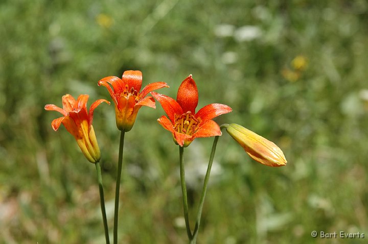 DSC_1542.JPG - pretty flowers