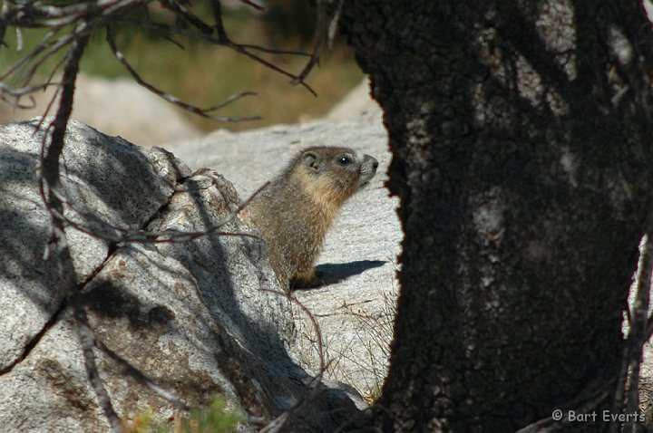 DSC_1562.JPG - Yellow-Bellied Marmot