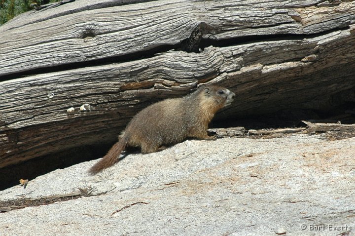 DSC_1564.JPG - Yellow-Bellied Marmot