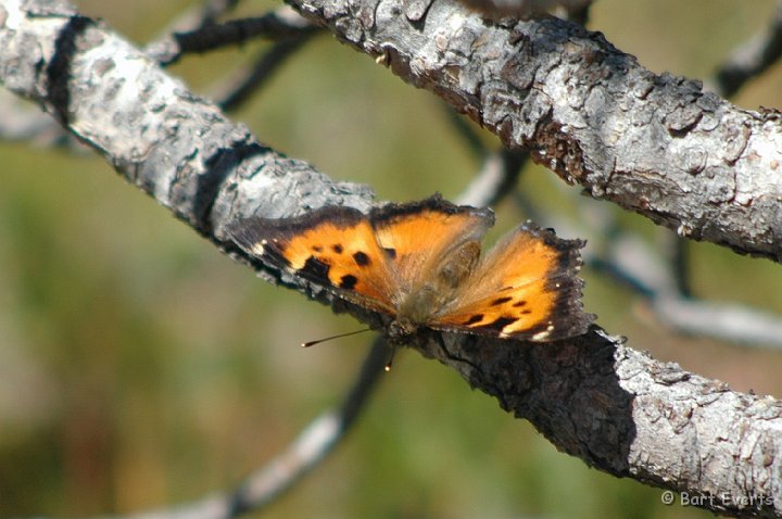 DSC_1575.JPG - California Totoiseshell (Nymphalis californica)