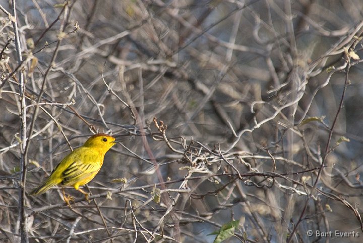 DSC_1274.jpg - Yellow Warbler