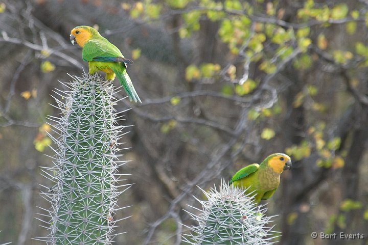 DSC_1286.jpg - Brown throated parakeets (ssp. pertinax)