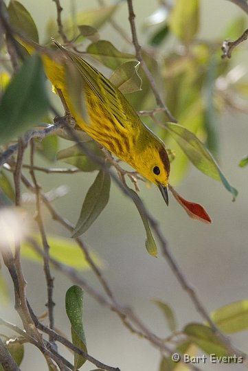 DSC_1294.jpg - Yellow Warbler