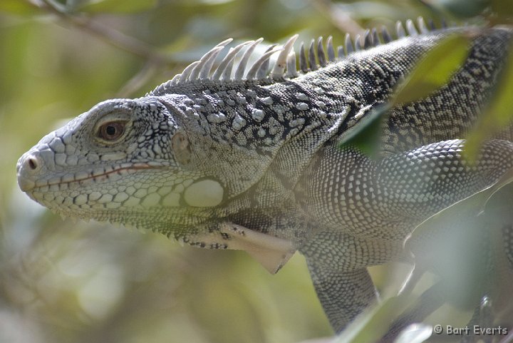 DSC_1299.jpg - Green Iguana lizard