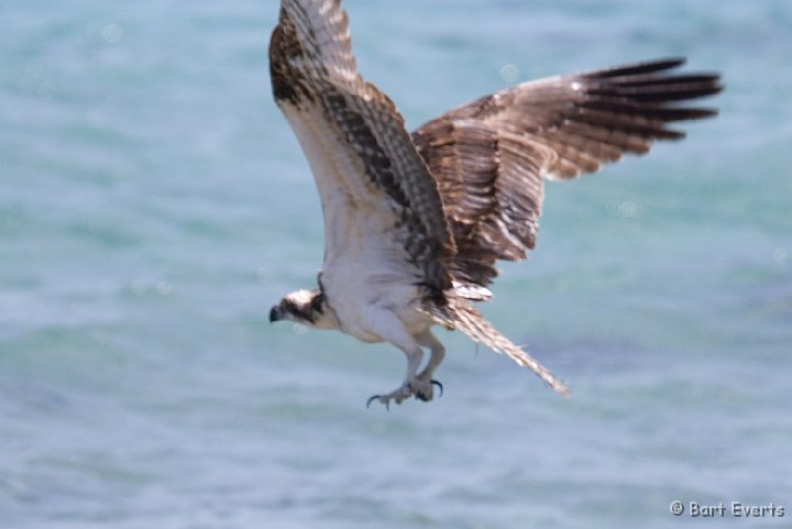 DSC_1300.jpg - Osprey