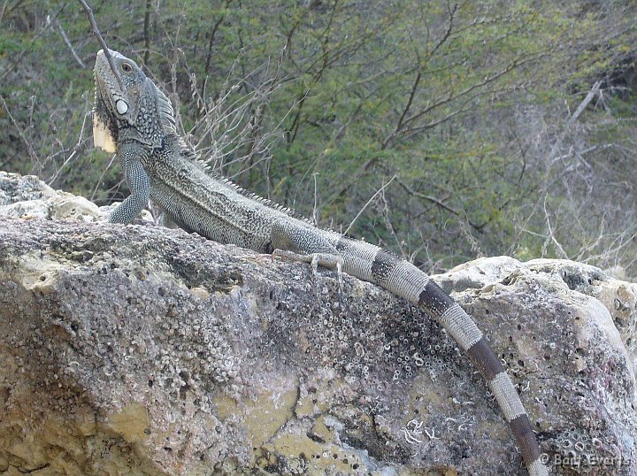 P1000708.jpg - Green Iguana lizard