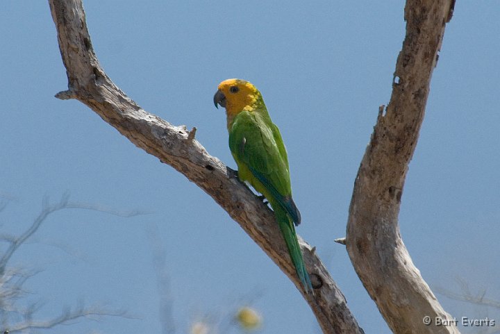 DSC_1260.jpg - Brown Throated Parakeet (spp. pertinax)