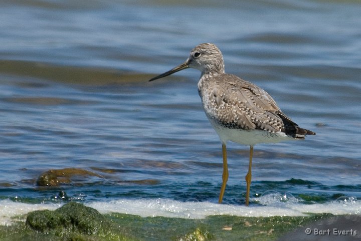 DSC_1273.jpg - Lesser Yellowlegs in Jan Thiel Lagoon