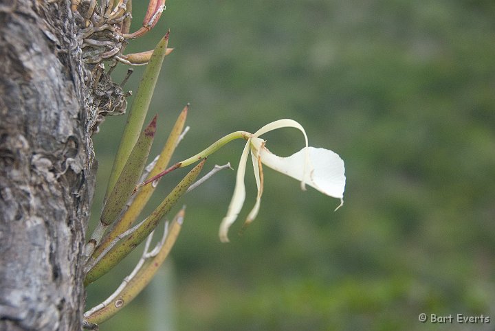 DSC_0957.jpg - White Orchid (Brassavloa nodosa)
