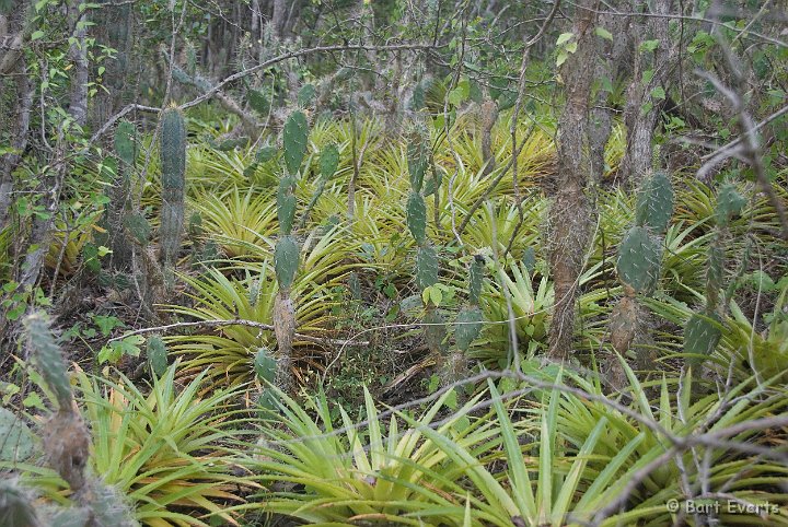 DSC_0963.jpg - Bromelai and cactus field