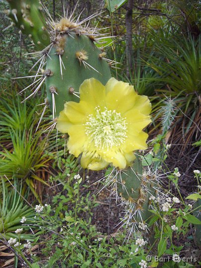 P1000615.jpg - Blossoming cactus