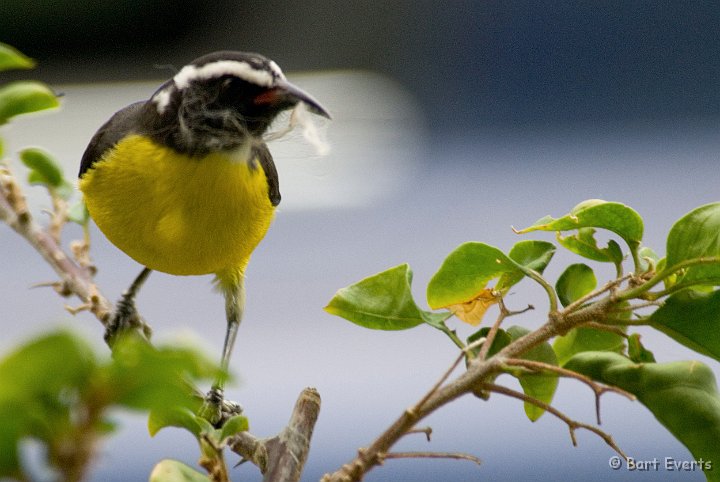 DSC_0858.jpg - Bananaquit