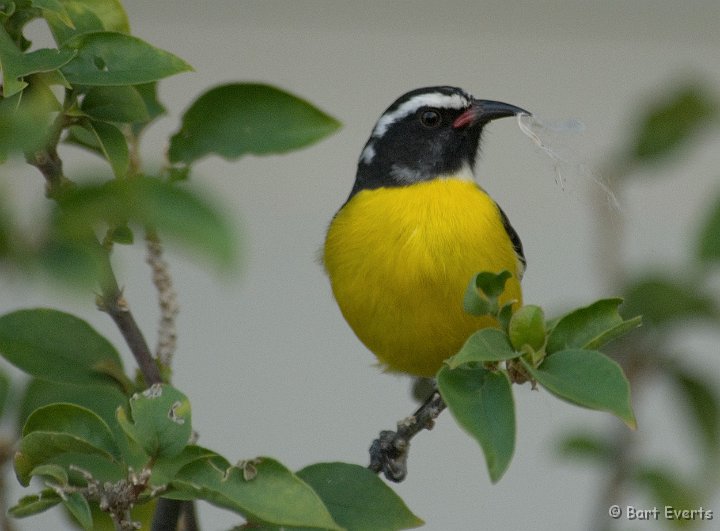 DSC_0863.jpg - Bananaquit