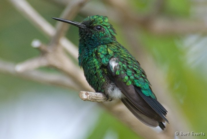 DSC_0882.jpg - Blue-tailed Emerald (male)