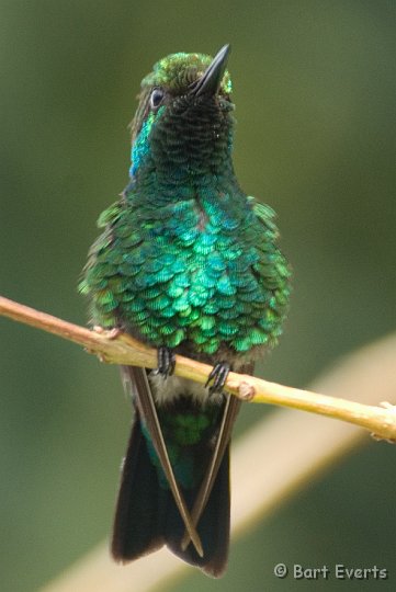 DSC_0894.jpg - Blue-tailed Emerald (male)