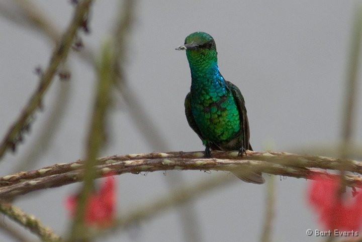 DSC_0907.jpg - Blue-tailed Emerald (male)