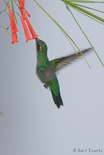 DSC_0919.jpg - Blue-tailed Emerald (female)