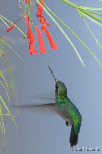 DSC_0920.jpg - Blue-tailed Emerald (female)