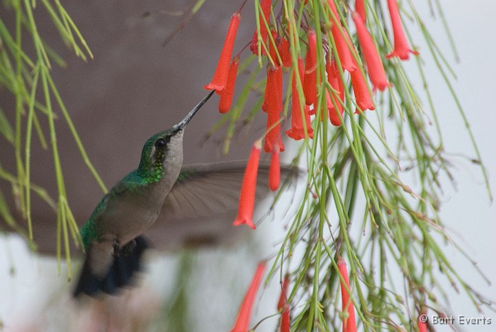 DSC_0937.jpg - Blue-tailed Emerald (female)