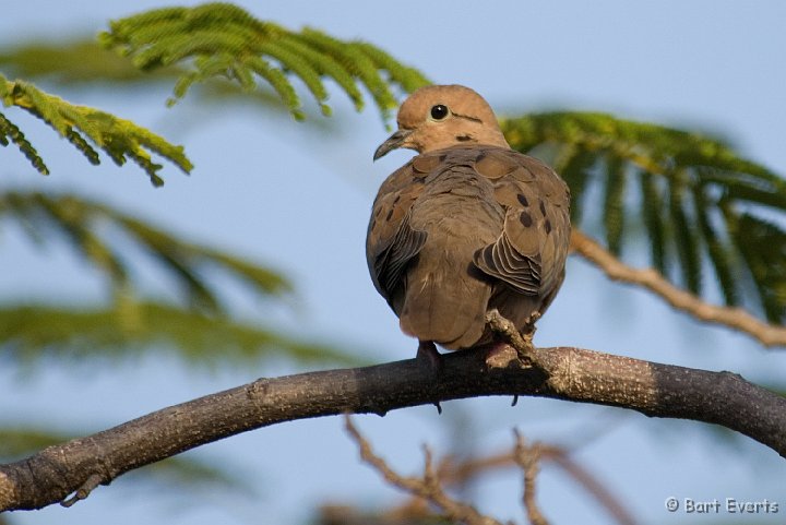 DSC_1024.jpg - Eared Dove