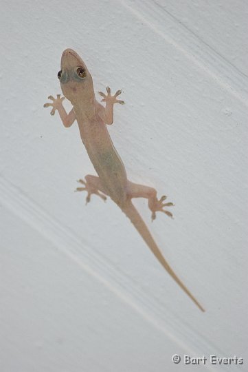 DSC_1092.jpg - Gecko