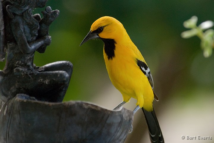 DSC_1197.jpg - Yellow Oriole